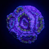 Monsters Inc Acan