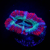 Berrylicious Asian Acan