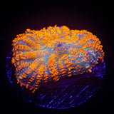 LRO Agent Orange Rhodactis SUPER BRIGHT