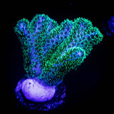 Pocillopora