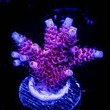 LRO Snow Dragon Acro