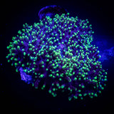 Green Hairy Mushroom XL