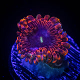 Fairy Fart Zoas