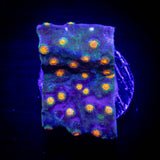 LRO Rainbow Madness Cyphastrea