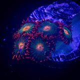 Gatorade Zoas