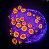 WWC Bizzaro Cyphastrea