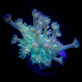 LRO Snozzberry Goni