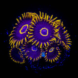 Purple Hornet Zoas