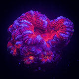 Purple Rim Acan