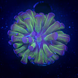 Bicolor Hammer