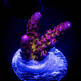 PC Rainbow Acro