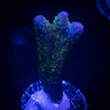 Green Digitata