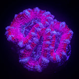 Sweetheart Acan