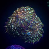 Crimson Tide Rhodactis