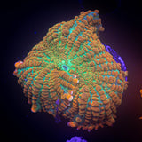 Caribbean Crush Rhodactis