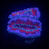 Purple Rim Acan