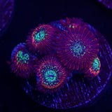Magician Zoas
