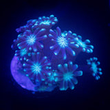 Iceman Alveopora