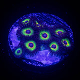Bob Marley Zoas