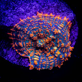Caribbean Crush Rhodactis