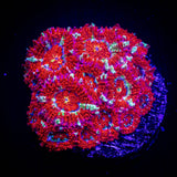 Peppermint Micromussa