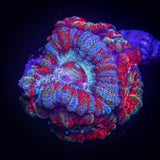 Ring Of Fire Asian Acan