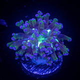 Blue Tip Frogspawn