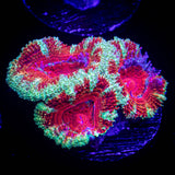 Blast Off Acan