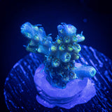 LRO Teal Latistella