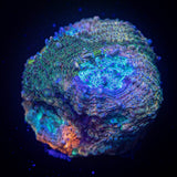 LRO Whirly Pop Echinata