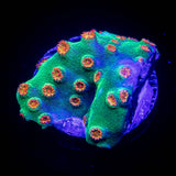 Jingle Bells Cyphastrea