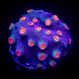 Meteor Shower Cyphastrea