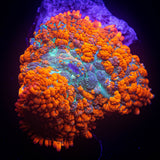 Magma Rhodactis