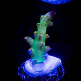 LRO Buzz Lightyear Acro