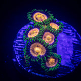 Lazer Lemon Zoas