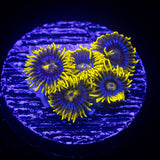 Smurfette Zoas