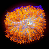 LRO Sour Twist Rhodacis SUPER BRIGHT