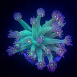 LRO Snozzberry Goni