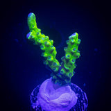 Green Goblin Anacropora