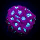 Teal Eye Favia