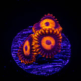 Orange Oxide Zoas