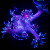LRO Berrywinkle Goni