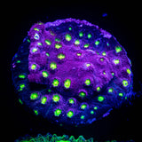 Bling Bling Cyphastrea