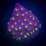 Bling Bling Cyphastrea