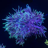 Pop Rocks Goni