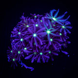 Daisy Clove Polyps