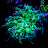Aquacultured Duncans