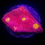 Pink Boobies Chalice