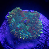 Paint Splatter Rhodactis