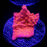 Flaming Setosa